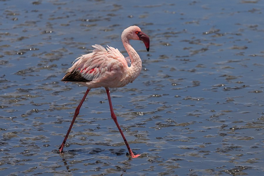 138 Walvisbaai, Namibie.jpg